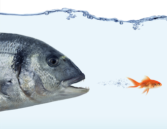 A Fish Rots From The Head – Tough Lessons On Teacher Morale